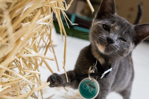 Miauw! Ada Kemping Khusus Kucing di New York