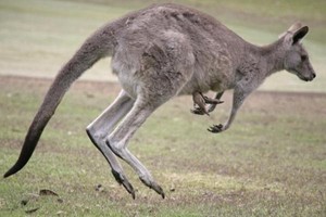 Tabrak Kanguru, Pesawat di Australia Batalkan Penerbangan