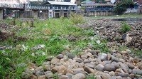 Batu dan rumput liar terlihat di dasar Bendung Katulampa. Pool/Lamhot Aritonang/detikFoto.