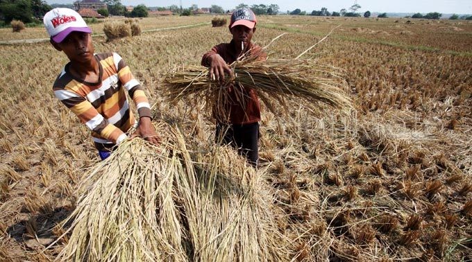 Ada Kemarau Panjang, 220 Ribu Hektar Sawah Terancam Kekeringan