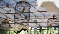     Menikmati hari libur para pencinta burung berkicau meluangkan waktu untuk memperlombakan berbagai jenis burung peliharaan mereka     