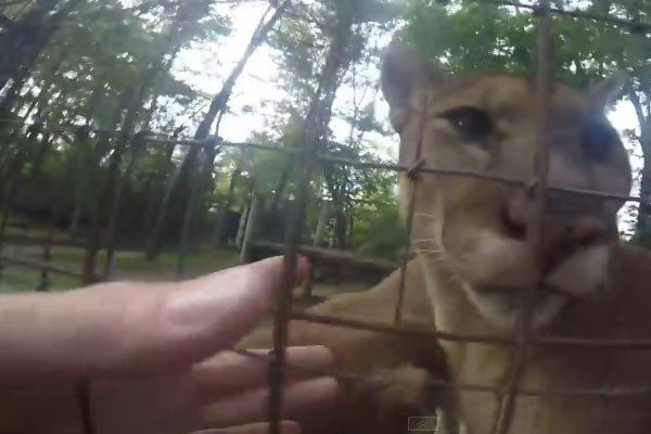 Loncat ke Kandang Puma di Kebun Binatang, Turis AS Dibui