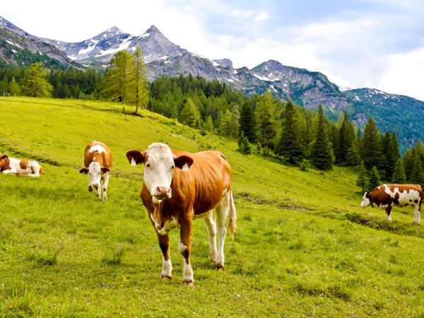 Niat Ambil Jalan Pintas, Turis di Swiss Diserang Sapi Sampai Meninggal