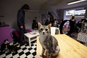 Meong... Kafe Kucing di Inggris Ini Lucu Banget!