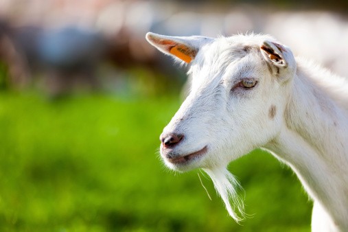 Dibandingkan dengan Susu Sapi, Inilah Kelebihan Keju dan Krim dari Susu Kambing! (2)