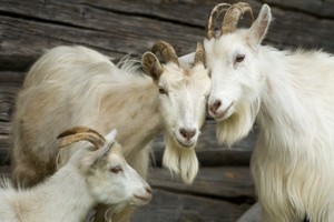 Dibandingkan dengan Susu Sapi, Inilah Kelebihan Keju dan Krim dari Susu Kambing! (1)