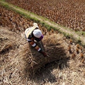 DPR: El Nino Tak Boleh Jadi Alasan Impor Beras