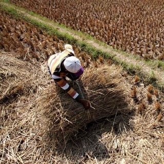 DPR: El Nino Tak Boleh Jadi Alasan Impor Beras