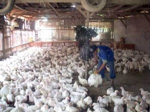 Berbeda dengan Sapi, Ayam Surplus Hampir 1 Miliar Ekor/Tahun