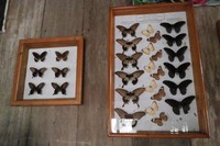 Taman ini menjadi tempat konservasi lebih dari 100 jenis kupu-kupu. Di dalamnya juga terdapat Museum Kupu-kupu dimana wisatawan bisa melihat aneka kupu-kupu yang diawetkan beserta informasinya. Ada pula aneka suvenir kupu-kupu yang bisa dibeli untuk oleh-oleh (Kurnia/detikTravel)