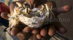 Melihat Aksi Pemetik Sarang Walet di Goa Laut Selatan