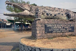 Jangankan Ikan Gabus, Penangkaran Buaya Saja Ada di Bekasi