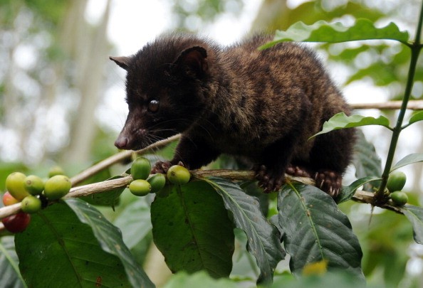 Ayam Cemani dan Kopi Luwak Termasuk Makanan Termahal di Dunia (1)