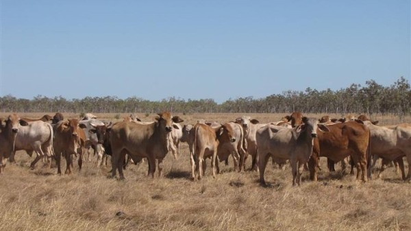 RI Impor 30.000 Sapi Indukan, 11.000 Ekor Tiba Akhir Bulan Ini