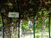 Di sini, hampir tiap tumbuhan disertai nama beserta nama latinnya (Sastri/detikTravel)