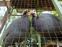 Di sisi lain taman terdapat sarang burung lengkap dengan kandang berisi ayam mutiara (Sastri/detikTravel)