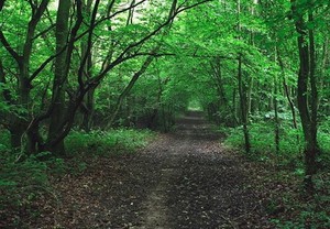 Kisah Hutan yang Menjerit di Inggris