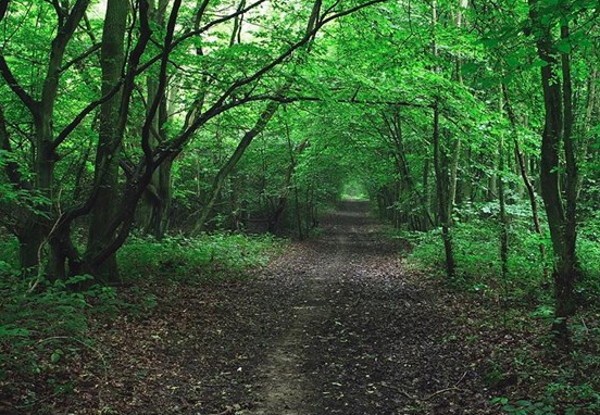 Kisah 'Hutan yang Menjerit' di Inggris