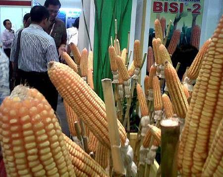Setop Impor Jagung, Kementan Pede Ada Surplus 3 Juta Ton