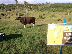 Ini Alternatif Pakan Ternak Masa Depan