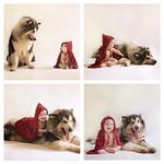 Gempi Marten Ngegemesin Foto dengan Anjing, Raffi-Gigi Foto Dalam Air