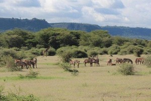 Mengembara di Alam Liar Afrika, Seru Banget!