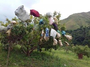 Segar! Wisata ke Kebun Kelengkeng di Aceh Besar