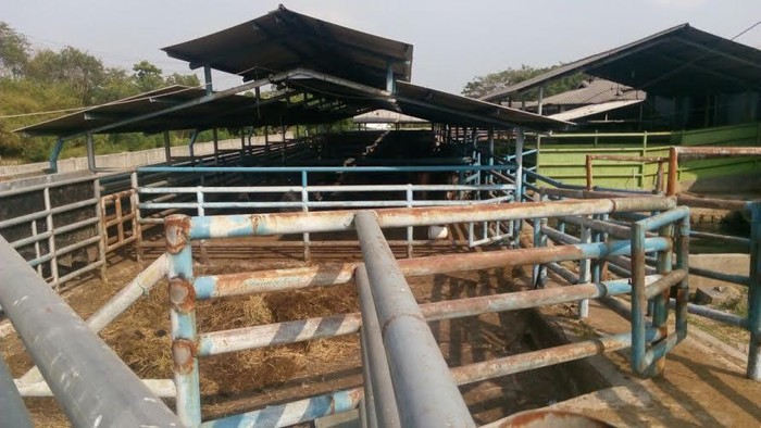 Berani Potong Sapi, RPH Terancam Kena Sanksi oleh Pemasok