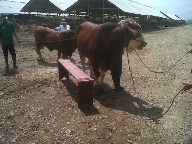 Bulog Siap Impor 50.000 Ekor Sapi