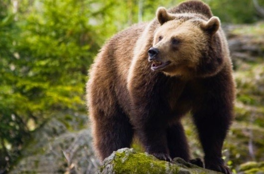 Duh! Turis Tewas Diserang Beruang di Taman Nasional Amerika