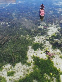 Perairan di Wakatobi yang begitu bening. Traveler bisa diajak mengamati lumba-lumba. Suku Bajo punya kedekatan dengan lumba-lumba (Bahtiar/detikTravel)