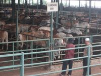 Malam-Malam, Pejabat KPPU Sidak ke Rumah Jagal Sapi Malam-Malam, Pejabat KPPU Sidak ke Rumah Jagal Sapi