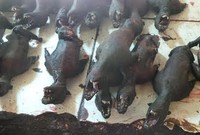 Yang ini adalah kelelawar yang telah dibakar. Sayapnya juga sudah dipotong jadi jika dilihat sekilas akan seperti tikus (Shafa/detikTravel)