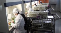 Pekerja melakukan pembibitan varietas unggul dari jenis tanaman lokal di laboratorium kultur jaringan, Lab Nursery R&D PT Arara Abadi Sinar Mas Forestry, Kabupaten Siak, Riau, Selasa (11/8/2015).