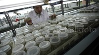 Penyungkupan dilakukan selama 3 bulan di dalam laboratorium dengan media tanam ager-ager.