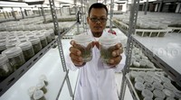 Pekerja menunjukan benih pohon yang akan ditanam.