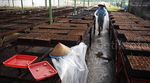 Ribuan Bibit Pohon Kayu Siap Hijaukan Hutan