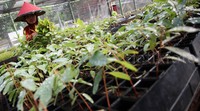 Setelah tumbuh, bibit-bibit ini siap menghijaukan hutan-hutan mereka selama lima tahun ke depan.