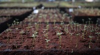 Sinar Mas Forestry juga melakukan Pembibitan tanaman lokal yang menjadi salah satu program koleksi dan konservasi dari jenis tumbuhan lokal.