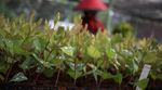 Ribuan Bibit Pohon Kayu Siap Hijaukan Hutan