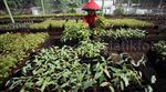 Ribuan Bibit Pohon Kayu Siap Hijaukan Hutan