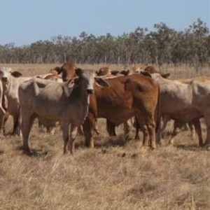 RI Punya Sapi Banyak, Tapi Kok Harga Daging Mahal?