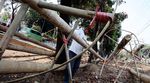 Jelang HUT RI, Penjualan Pohon Pinang Meningkat