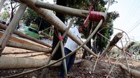 Menjelang HUT RI, permintaan pohon yang akan digunakan untuk lomba panjat pinang itu mengalami meningkat.