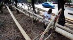 Jelang HUT RI, Penjualan Pohon Pinang Meningkat
