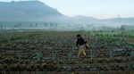 200 Hektar Lahan Kentang di Dieng Gagal Panen
