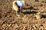 200 Hektar Lahan Kentang di Dieng Gagal Panen