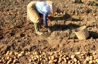 Biasanya umur panen kentang sekitar 4 bulan. Namun karena adanya suhu ekstrem, para petani terpaksa memanen lebih awal.