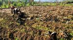 200 Hektar Lahan Kentang di Dieng Gagal Panen