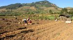 200 Hektar Lahan Kentang di Dieng Gagal Panen